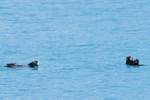 zee Otter zwemmen in prins William geluid, Alaska foto