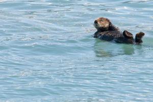 zee Otter zwemmen in prins William geluid, Alaska foto