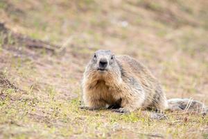 grond varken marmot dag portret foto