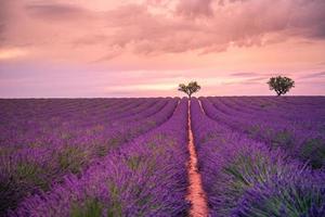 panoramisch visie van Frans lavendel veld- Bij zonsondergang. zonsondergang over- een paars lavendel veld- in Provence, Frankrijk, valensole. zomer natuur landschap. mooi landschap van lavendel veld, boost omhoog kleuren foto