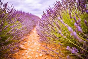 levendig kleuren, vredig idyllisch zomer natuur, vervagen bloemen tafereel. detailopname van Frans lavendel veld- Bij zonsondergang, Provence, Frankrijk, valensole. zomer natuur landschap. mooi landschap van lavendel veld- foto