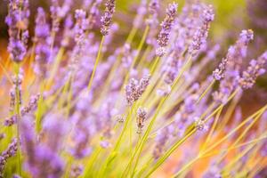 levendig kleuren, vredig idyllisch zomer natuur, vervagen bloemen tafereel. detailopname van Frans lavendel veld- Bij zonsondergang, Provence, Frankrijk, valensole. zomer natuur landschap. mooi landschap van lavendel veld- foto