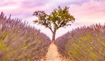 panoramisch visie van Frans lavendel veld- Bij zonsondergang. zonsondergang over- een paars lavendel veld- in Provence, Frankrijk, valensole. zomer natuur landschap. mooi landschap van lavendel veld, boost omhoog kleuren foto