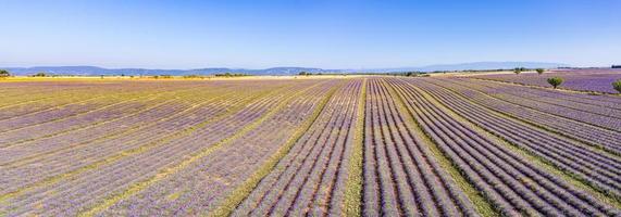 panoramisch antenne visie van lavendel veld. antenne landschap van agrarisch velden, verbazingwekkend vogelstand oog visie van drone, bloeiend lavendel bloemen in lijn, rijen. landbouw zomer seizoen banier foto