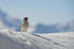 een mus in dolomieten sneeuw winter tijd foto