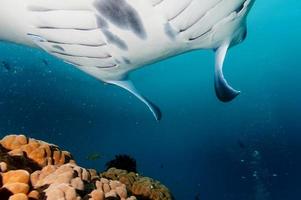 een geïsoleerd manta in de blauw achtergrond foto