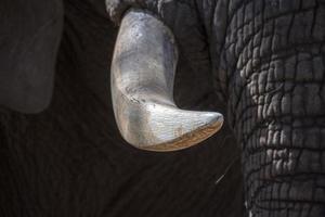 olifant ivoor slagtand dichtbij omhoog in Kruger park zuiden Afrika foto