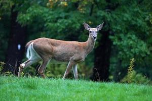 wit staart herten onder de regen in de buurt de huizen in nieuw york staat provincie platteland foto