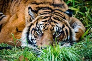 Sumatra tijger portret dichtbij omhoog terwijl op zoek Bij u foto