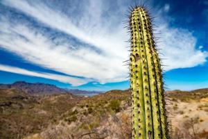 Californië reusachtig woestijn cactus dichtbij omhoog foto