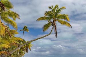 kokosnoot boom Aan polynesisch tropisch paradijs strand foto