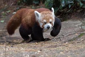 rood panda dichtbij omhoog portret foto