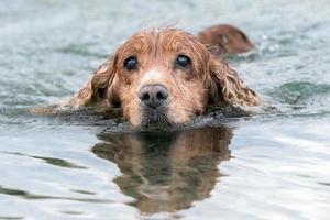 puppy jong hond Engels cocker spaniel terwijl rennen in de water foto