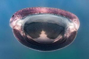 walvis haai dichtbij omhoog onderwater- portret aan het eten plancton foto
