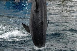 gemeenschappelijk dolfijn jumping buiten de oceaan in de blauw foto