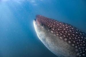 walvis haai dichtbij omhoog onderwater- portret aan het eten plancton foto