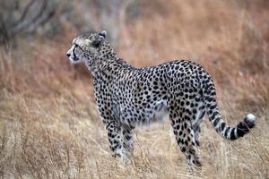 Jachtluipaard gewond in Kruger park zuiden Afrika foto