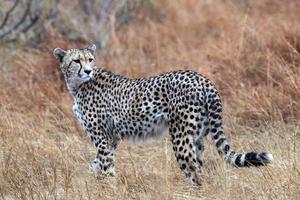 Jachtluipaard gewond in Kruger park zuiden Afrika foto