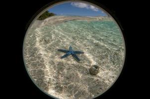 zee ster onderwater- bekijken van patrijspoort foto