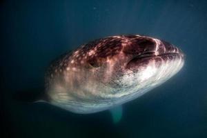 walvis haai dichtbij omhoog onderwater- portret aan het eten plancton foto