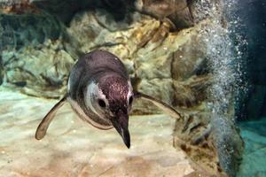pinguïn onderwater- komt eraan naar u foto