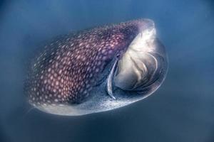 walvis haai dichtbij omhoog onderwater- portret aan het eten plancton foto