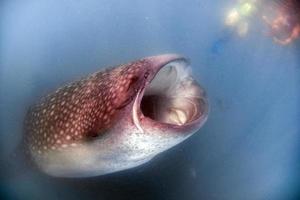 walvis haai dichtbij omhoog onderwater- portret aan het eten plancton foto