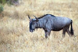 GNU in Kruger park zuiden Afrika foto