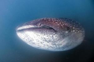 walvis haai dichtbij omhoog onderwater- portret aan het eten plancton foto