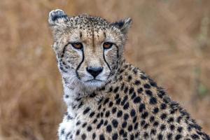 Jachtluipaard portret in Kruger park zuiden Afrika foto