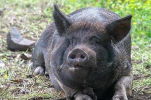 grappig gezicht groot zwart wild zwijn portret terwijl op zoek Bij u foto