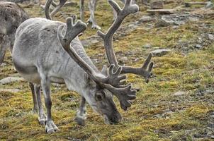 wild rendier in Spitsbergen foto