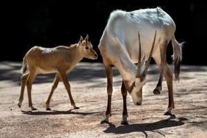 lang hoorns Afrikaanse antilope portret foto