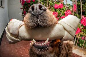 puppy hond jong cocker spaniel Holding een bot foto