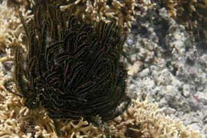 zwart en geel crinoïde foto