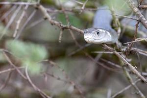 zwart mamba slang zuiden Afrika dichtbij omhoog foto