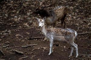 braak hert in liefde seizoen foto