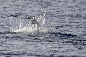 bijzonder gans snavel walvis dolfijn ziphius cavirostris foto