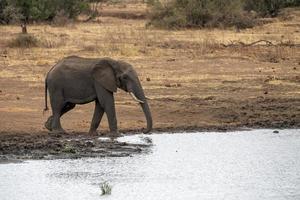 olifant drinken Bij de zwembad in Kruger park zuiden Afrika foto