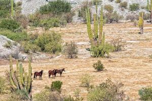 wild paarden in baja Californië woestijn foto