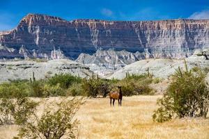 wild paarden in baja Californië woestijn foto