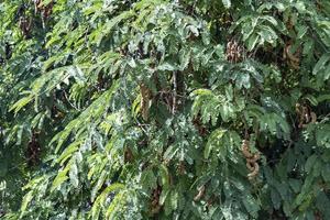 tamarinde boom in koken eiland Polynesië foto