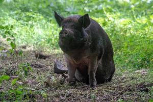 grappig gezicht groot zwart wild zwijn portret terwijl op zoek Bij u foto