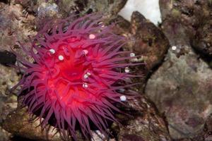 zool zee anemoon actinia equina foto