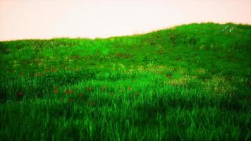 Toscane landschap met mooi groen heuvels lente foto