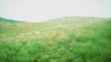 landschap visie van groen gras Aan helling Bij zonsopkomst foto