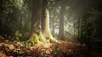 levendig landschap van mooi zonlicht in een weelderig groen Woud foto