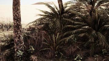 palmen oase in de woestijn foto