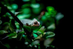 Madagascar Chamaleon op een boom achtergrond foto