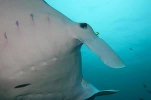 manta dichtbij omhoog portret in raja ampat Papoea Indonesië foto